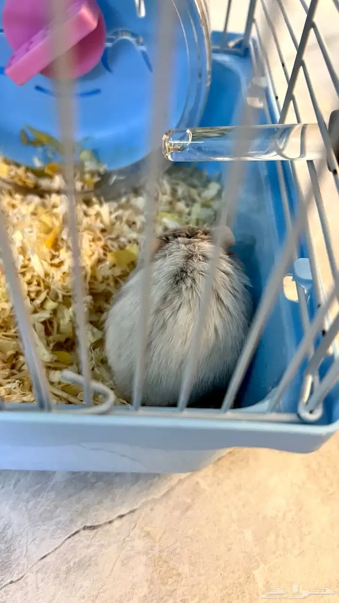 هامستر روسي 2