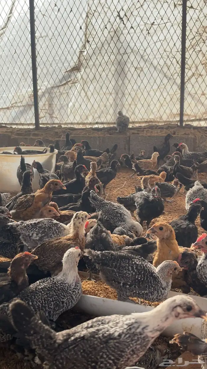 دجاج بلدي وفيومي 1