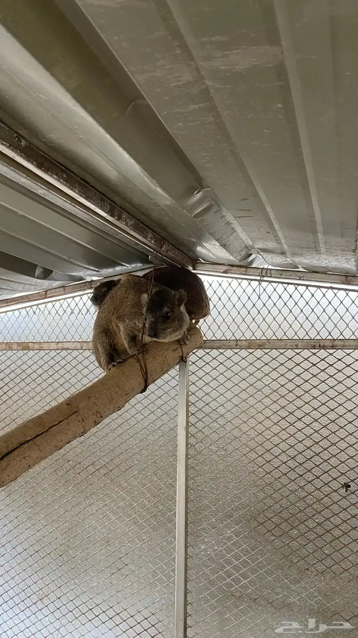 وبر ان بر يه 5