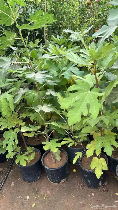 ليمون برتقال يوسفندي ترنج index