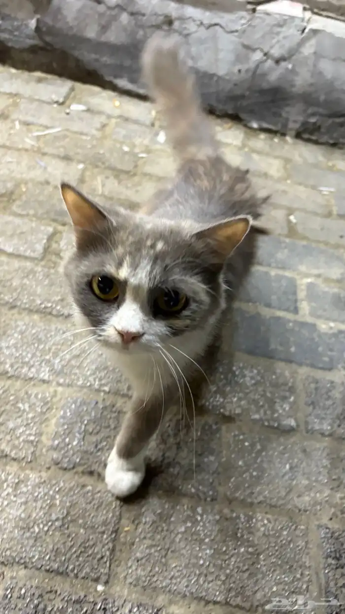 القطه ضايعه موجوده في حي الفتح 2