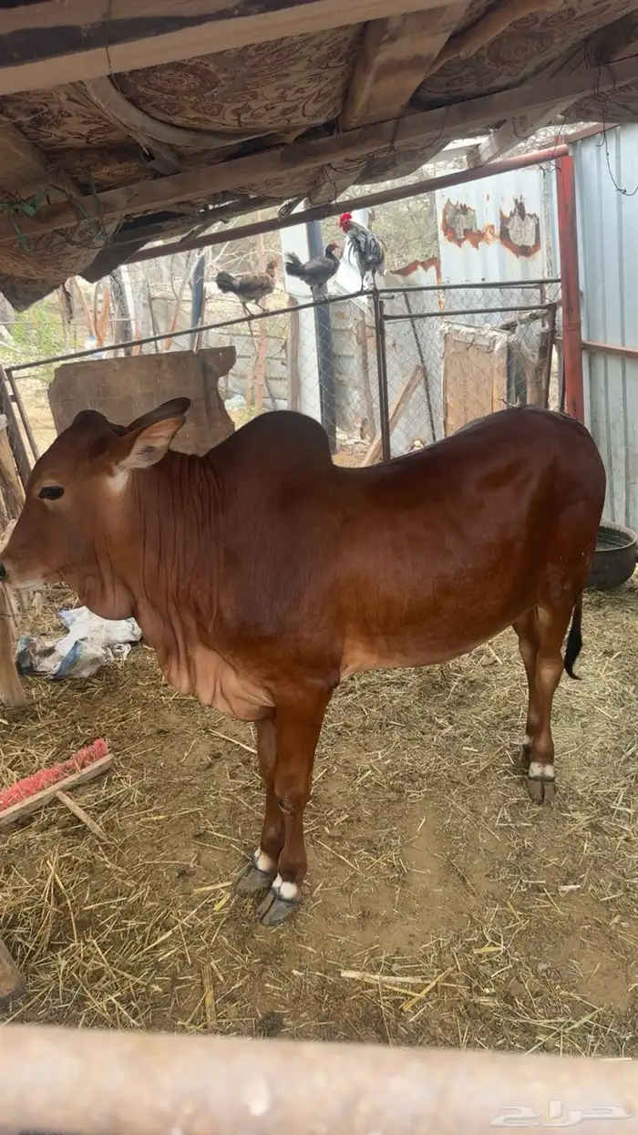 الحجرة. .الجرين- وادي مدع 0