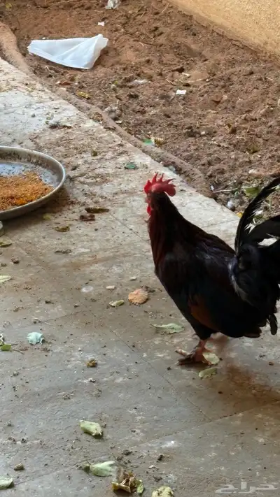 حيوانات index