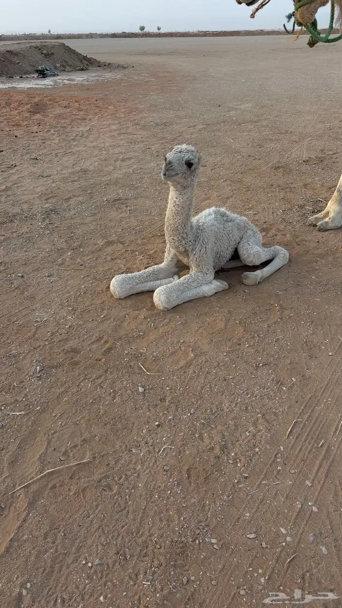 خلفه للبيع 1