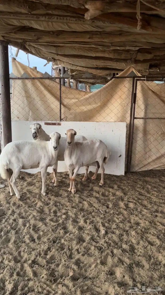 لبيع رفيديات 3