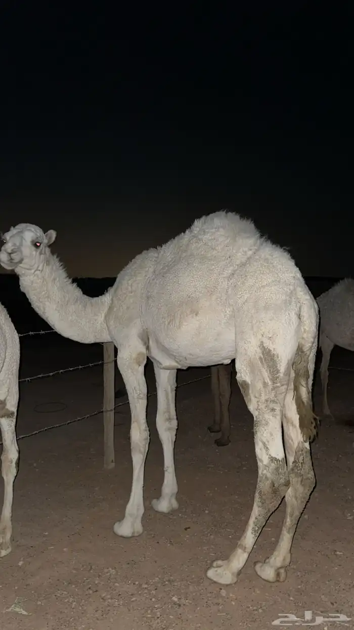 قعدان للبيع جمله او تفريد 8