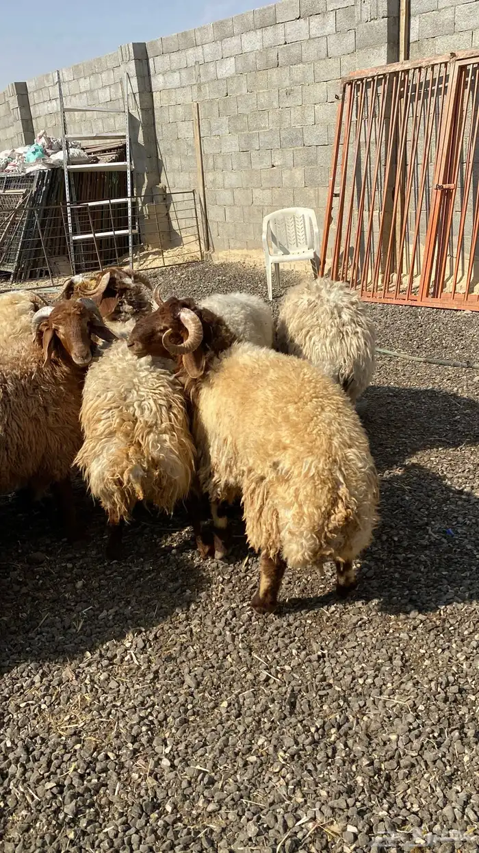 طليان نعيمي جبر ناهي 0