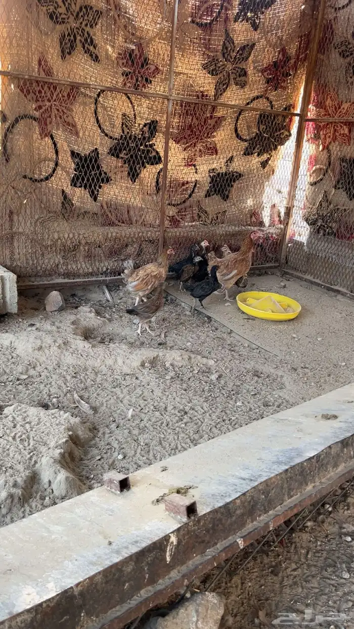 يوجد دجاج مفرخ ودجاج بياض حضان بلدي 14