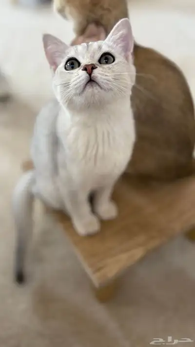 سكوتش ستريت ذكر index