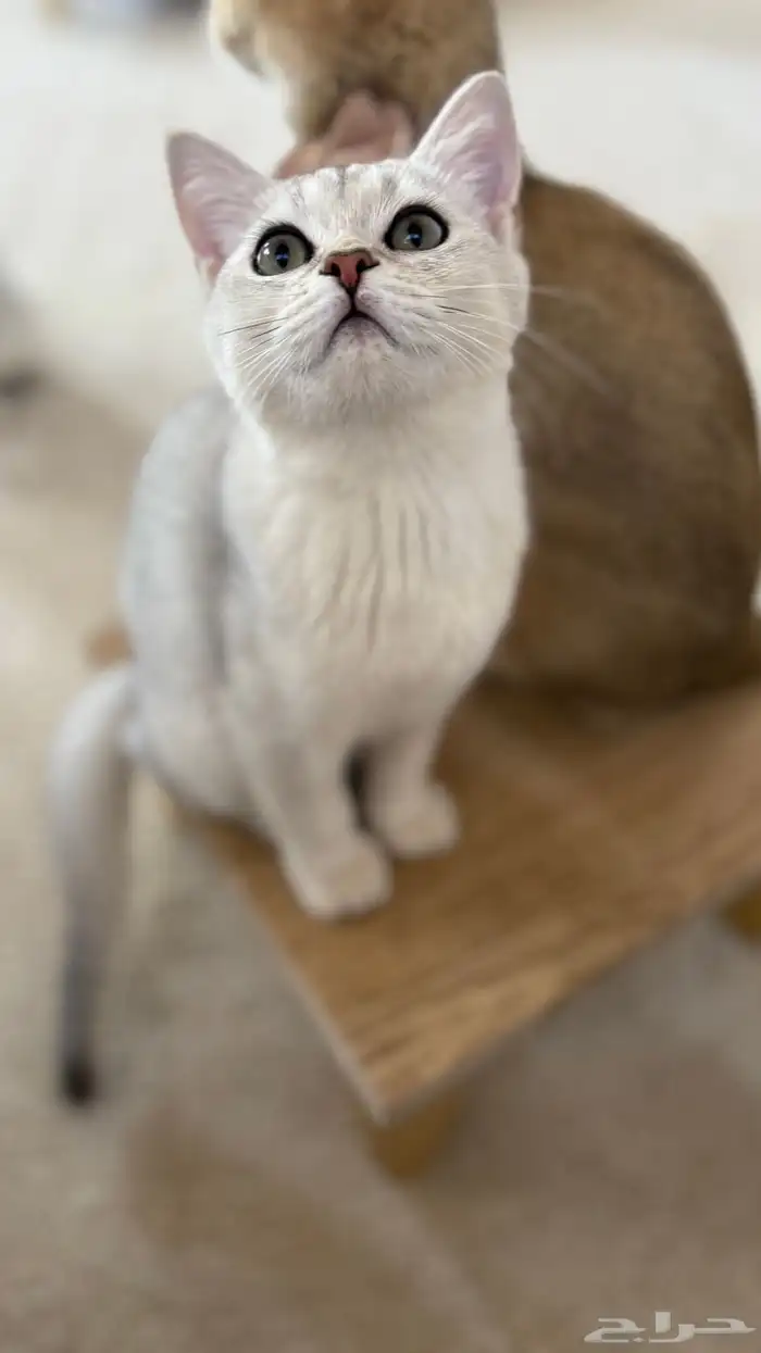 سكوتش ستريت ذكر 5