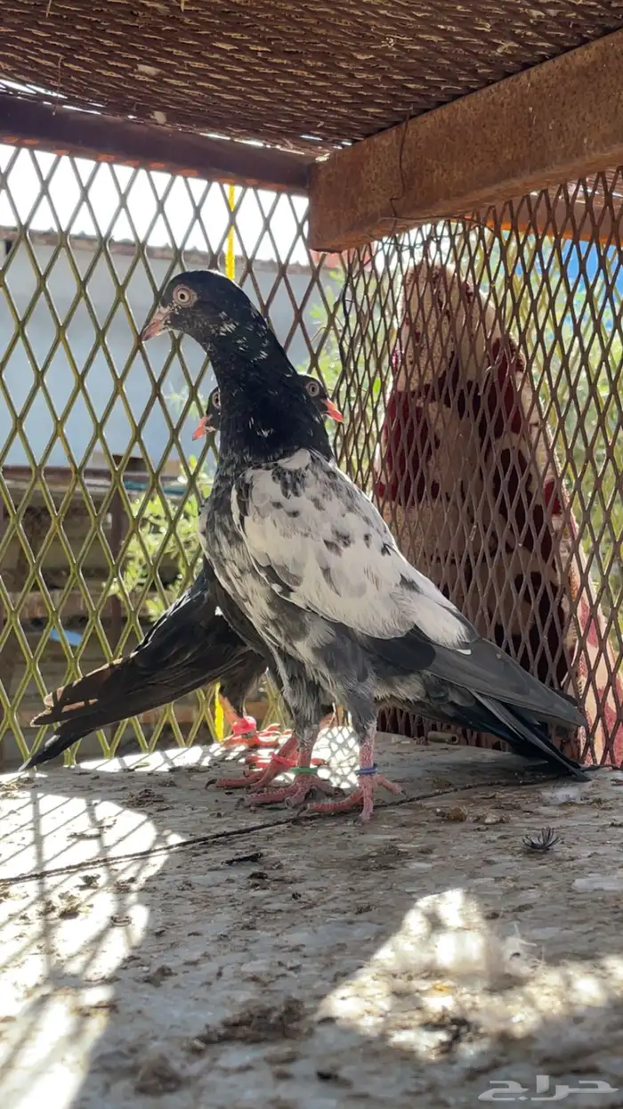 طبات باكستاني 2