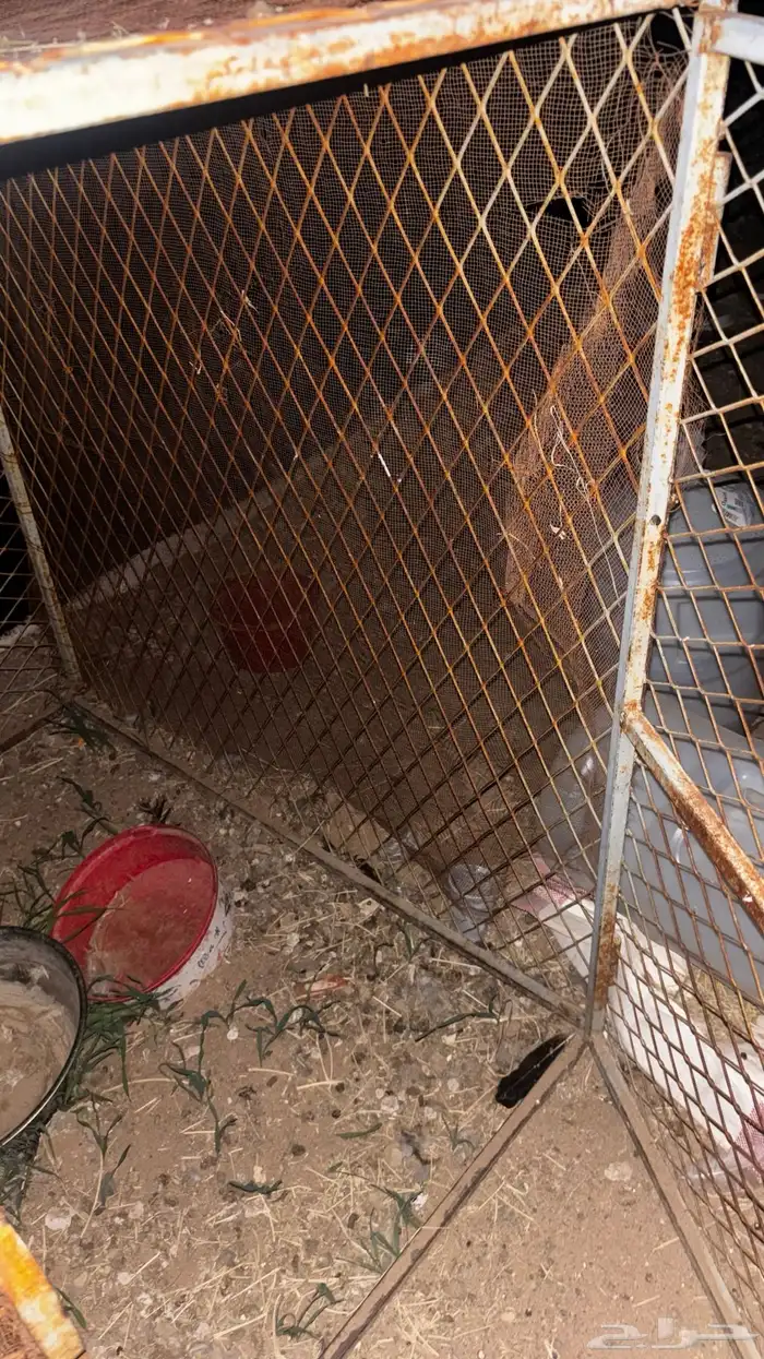 شبك دجاج تفصيل 2