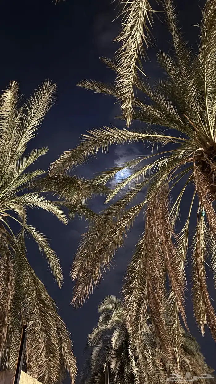 شاعر جزل ومتمكن 0