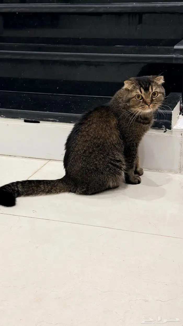 قط سكوتش فولد تايقر للتبني 0