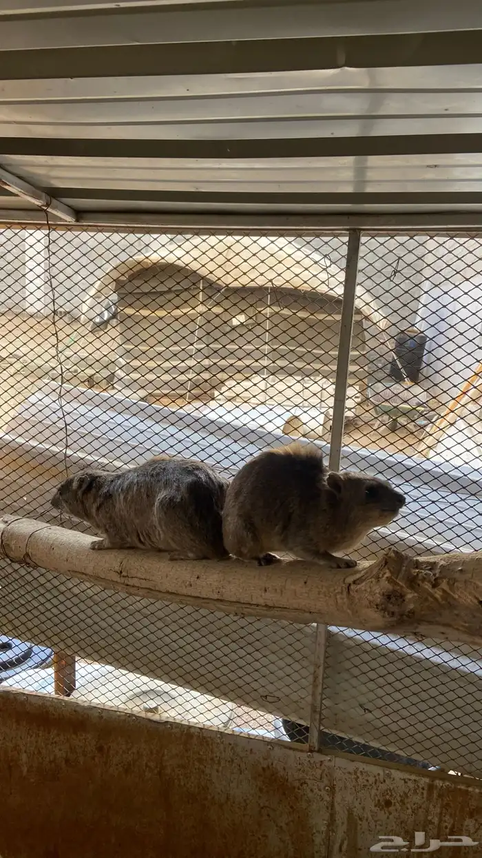 وبر ان بر يه 1