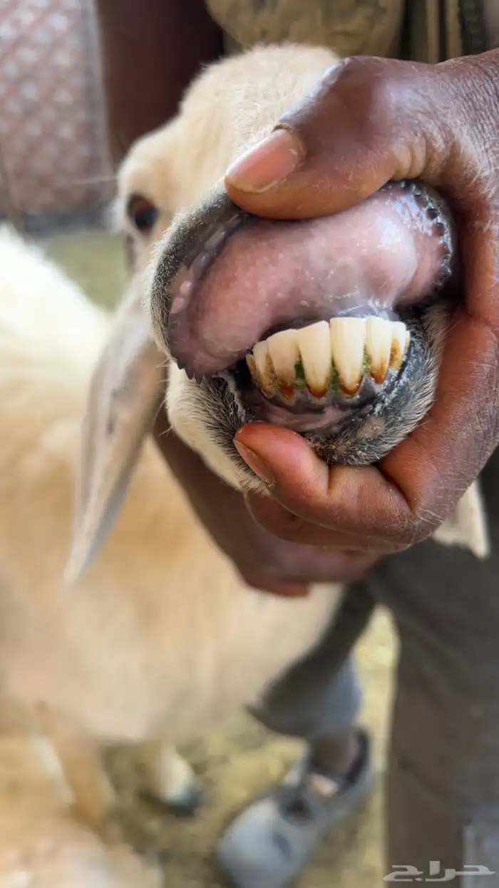 للبيع خلفه حريه تحته رخل و طلي 0