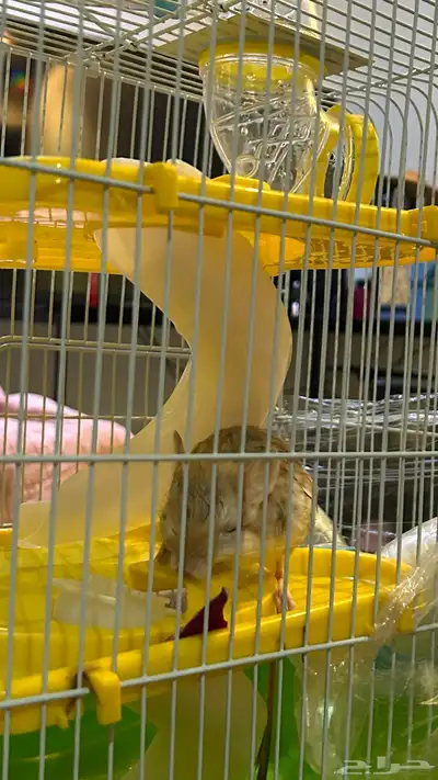 جربوع مجانا  شرق الرياض 0