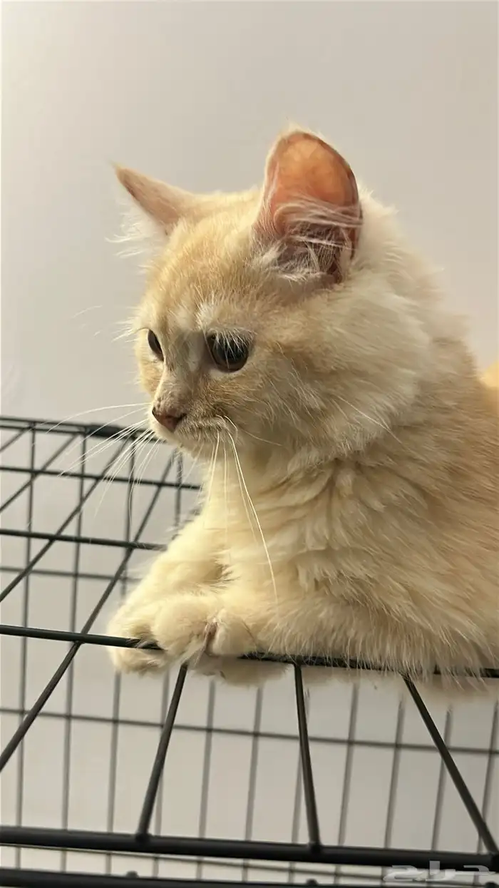 قطط للتبني 4