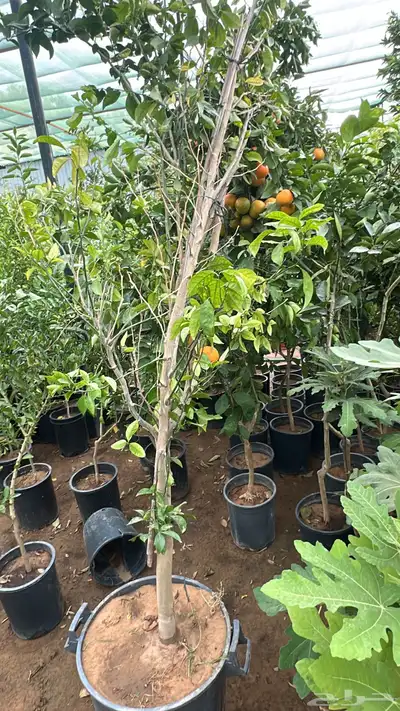 ليمون برتقال يوسفندي ترنج index