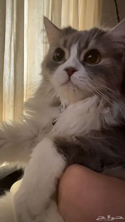 قط للتبني index