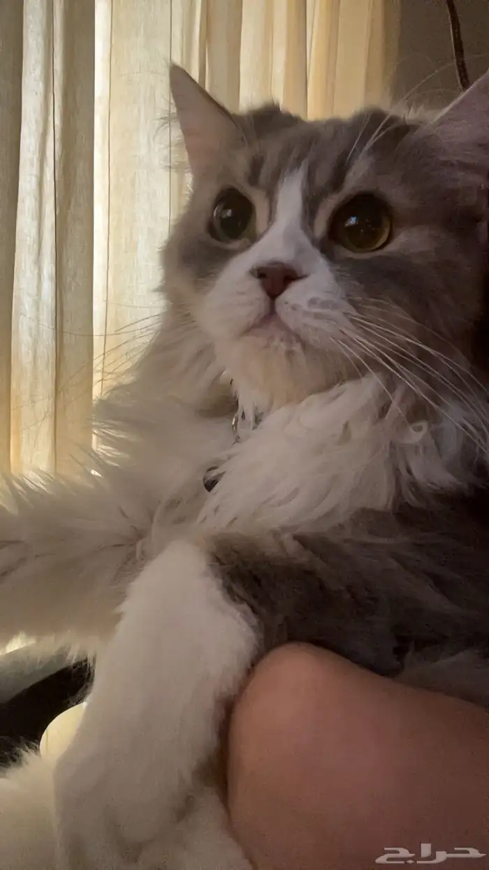 قط للتبني 1