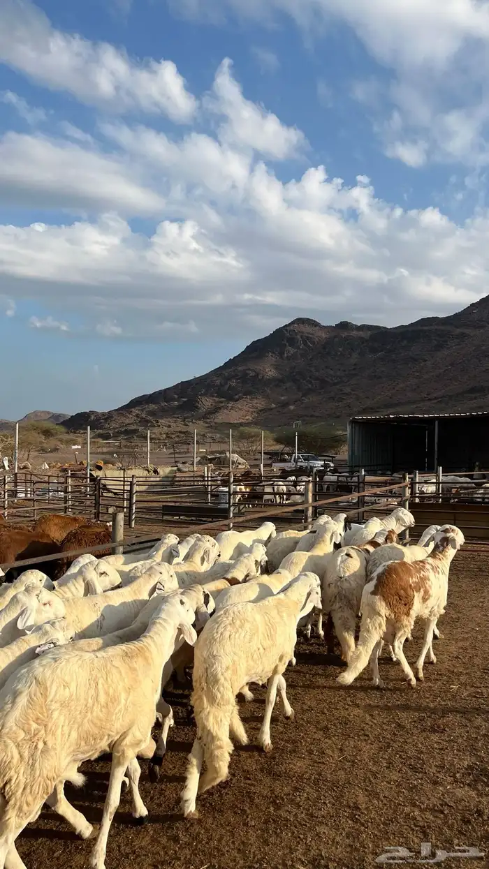 طليان سواكن جادعان شبيه الحري 0