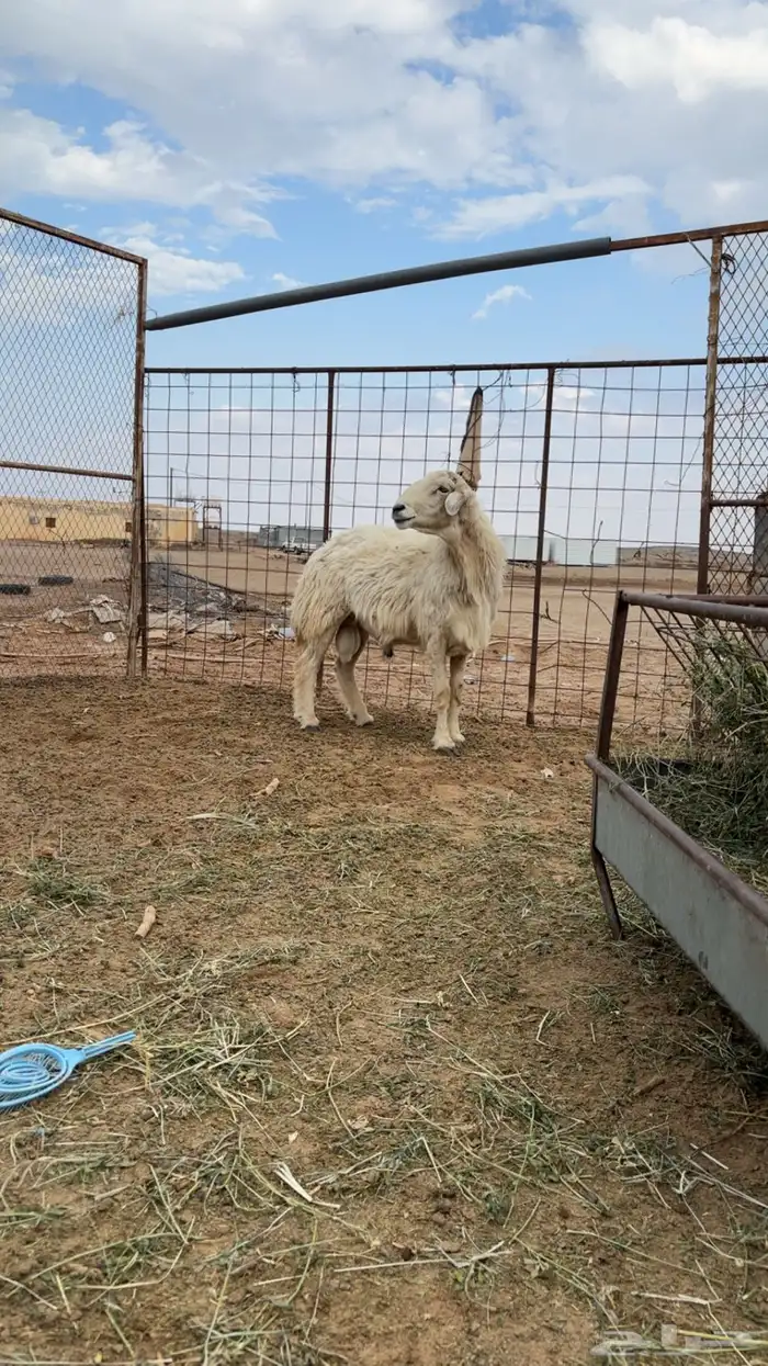 إعلان بيع خروف حري فحل   الحراج 0
