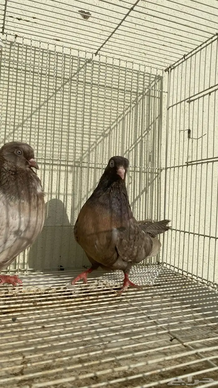 حمام قلاب كوره ألوان نوادر 1