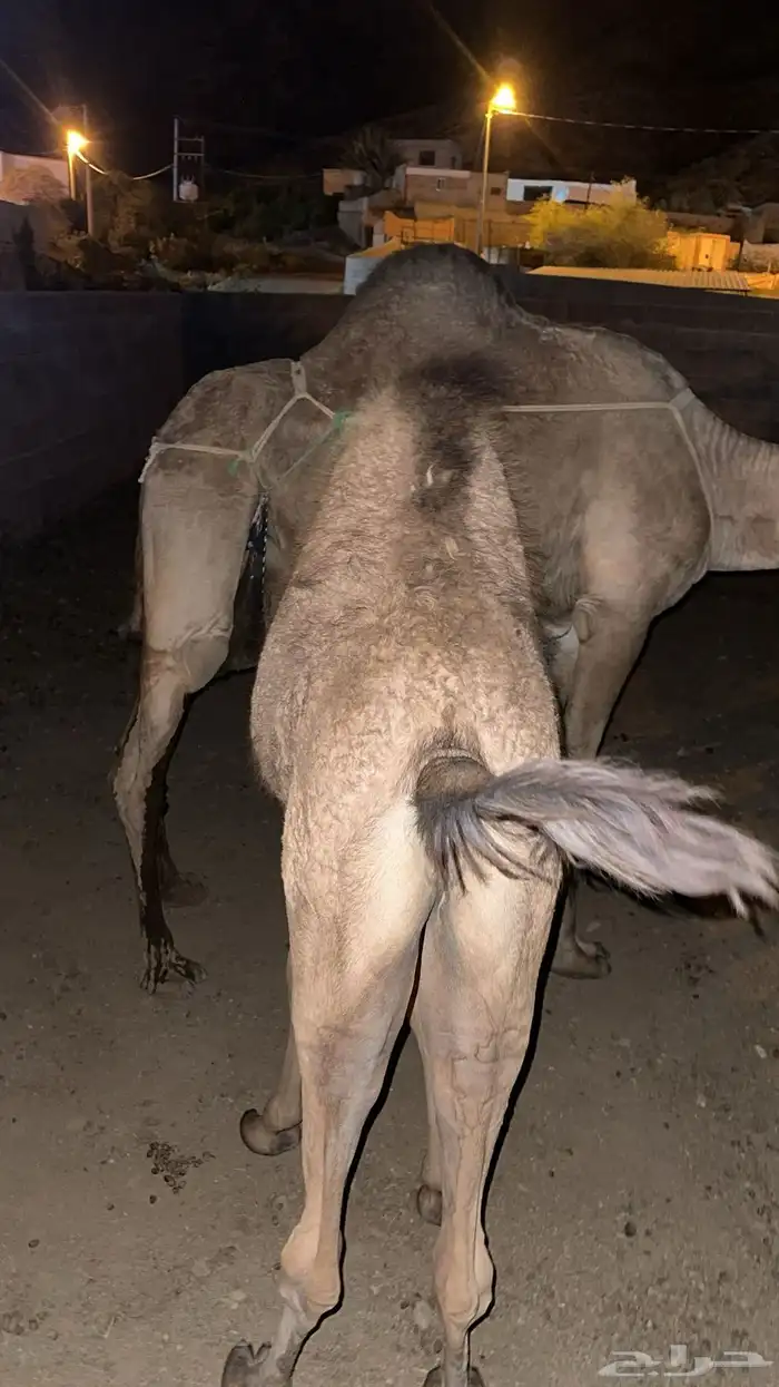 ماشاءالله تبارك الرحمن بكره لباني 1