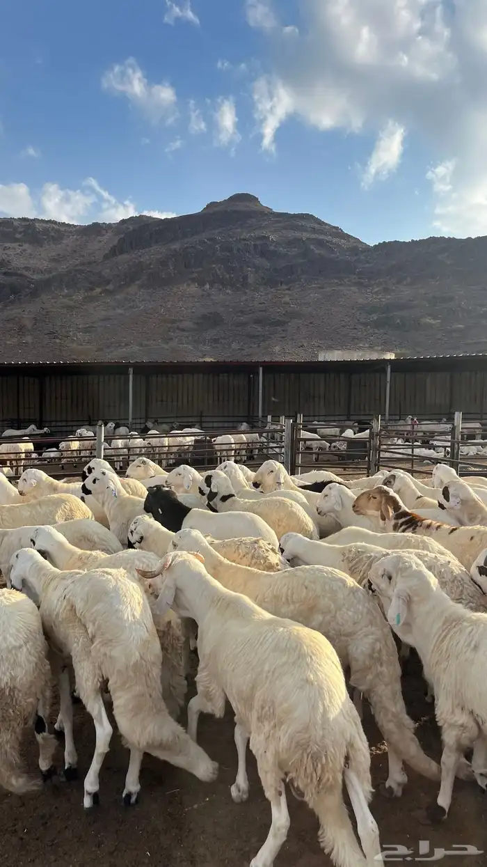 طليان سواكن جادعان شبيه الحري 26