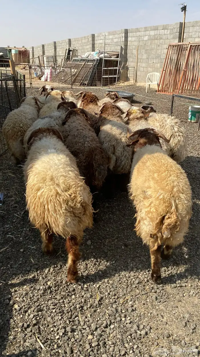 طليان نعيمي جبر ناهي 13