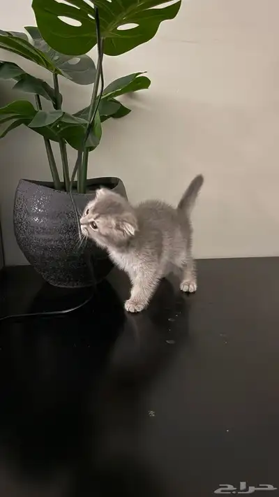 قطوه (سكوتش فولد العمر 3 اشهر ) مع جميع مستلزماتها index