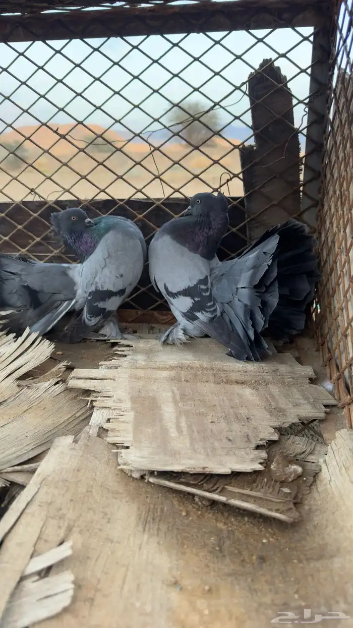 للبيع رقاص هندي 0