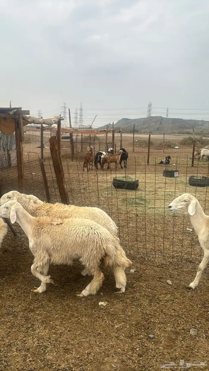 للبيع رخال صنف 9 روس بي فحلها حرش مضاريع 7