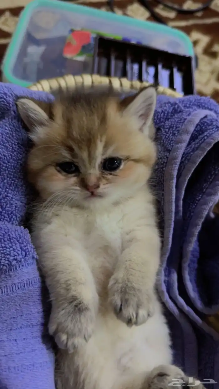 قطة انثى سكوتش فولد لبيع من دون اغراض عمرها شهر ونص 0