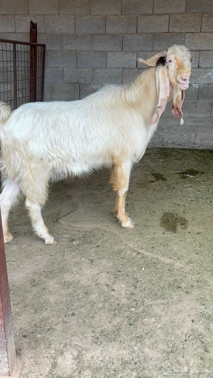 فحل مشروك ابيض 0