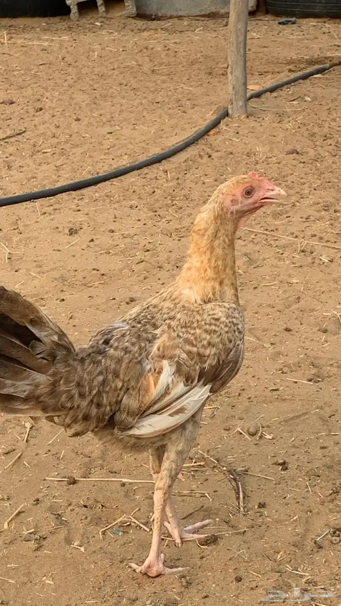 دجاج اناثي بلدي حضان شرط 0