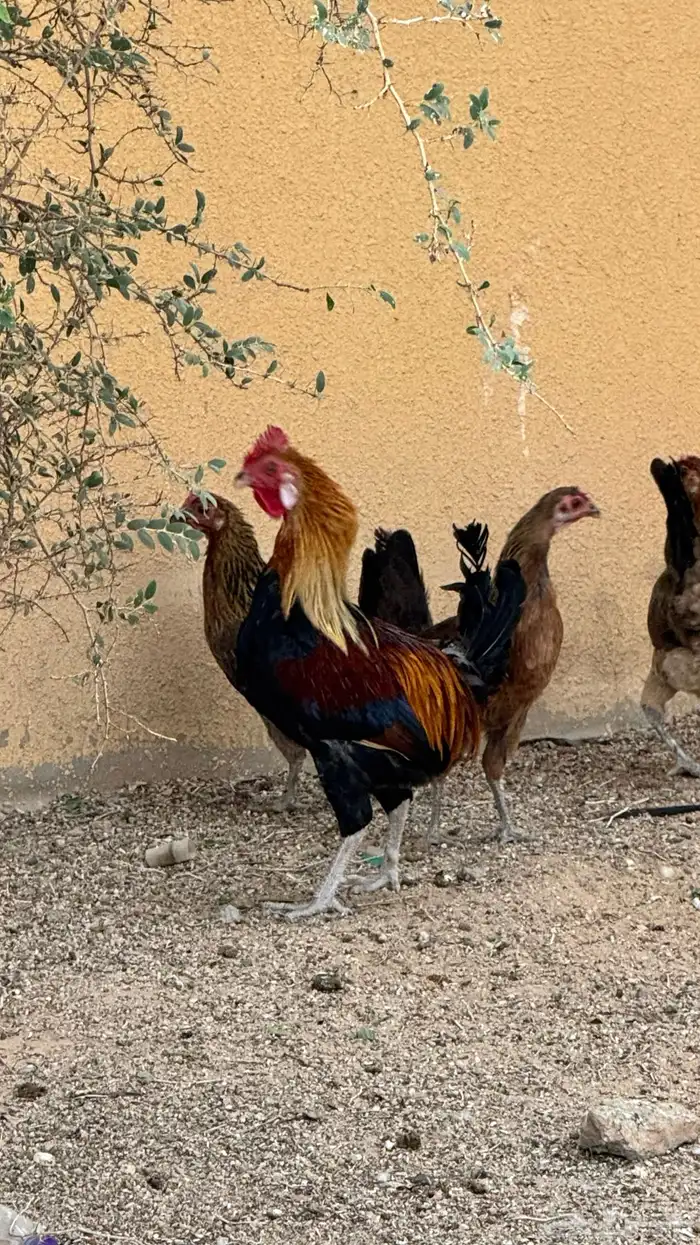 دجاج عربي ترثه اصيل فري 1