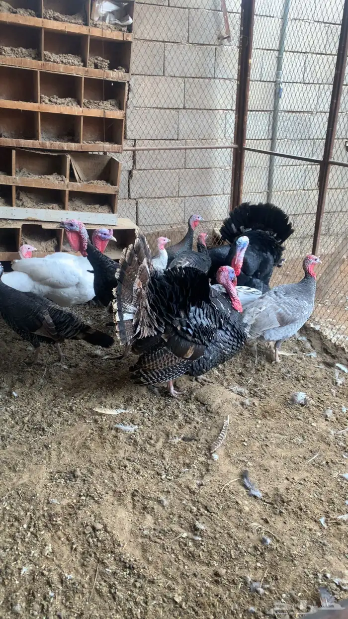للبيع دجاج رومي جمله وتفريد 1