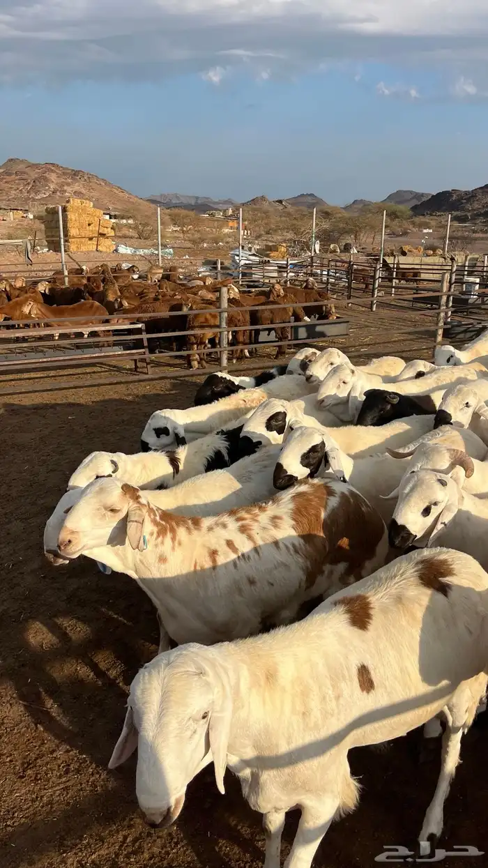 طليان سواكن جادعان شبيه الحري 10