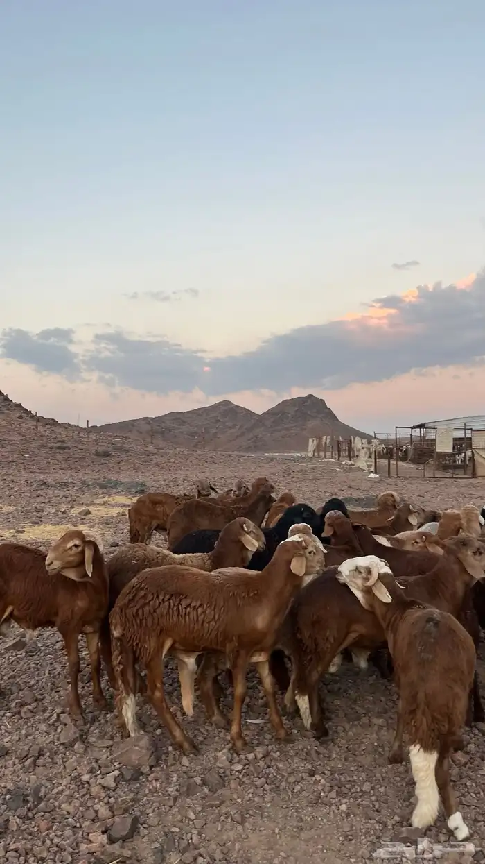طليان سواكن حمري جادعان مرابى شرط مناسبات زواجات 18