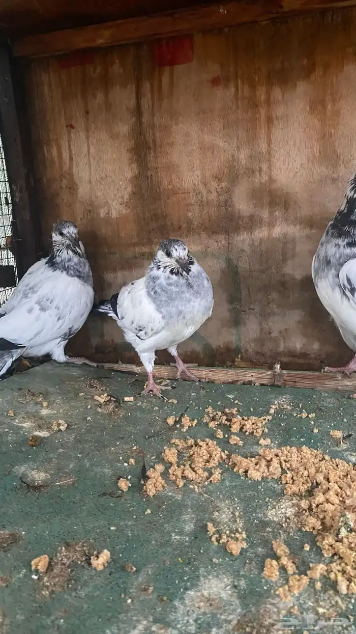 جوز بتيراء بعياله 5