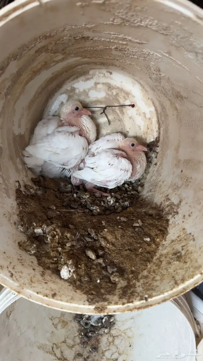 حمام زغاليل 2