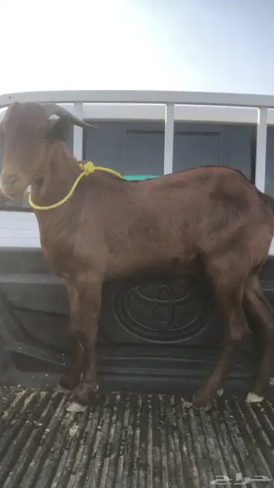 تيس ادهم فحل  (ثني) index