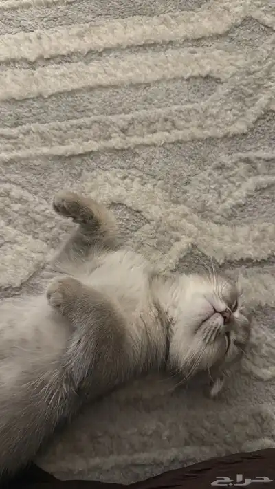 قطوه (سكوتش فولد العمر 3 اشهر ) مع جميع مستلزماتها index