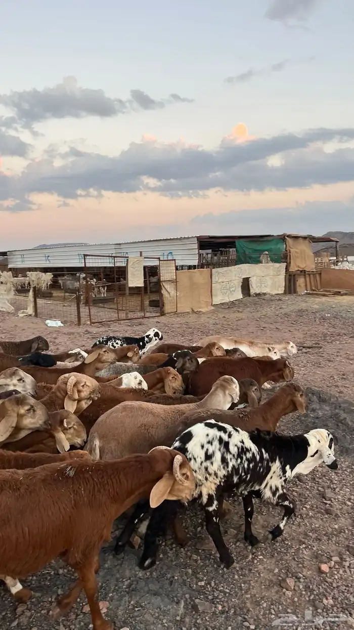 طليان سواكن حمري جادعان مرابى شرط مناسبات زواجات 0