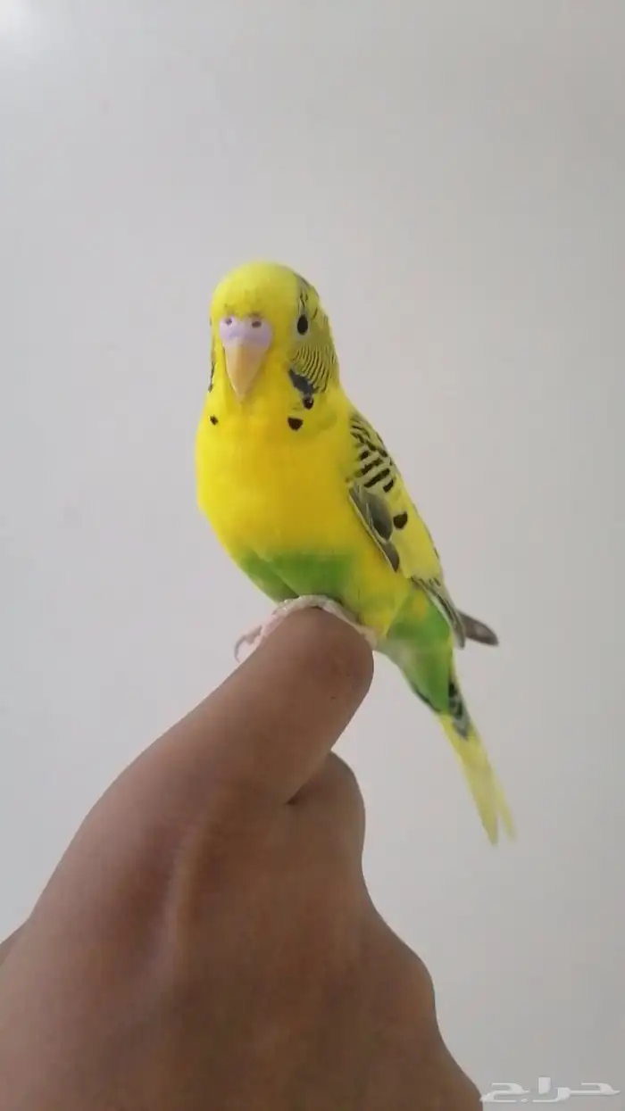 طيور واحد فيشر متربي وطير الحب متربي بيع مستعجل جابت بيضتين 1