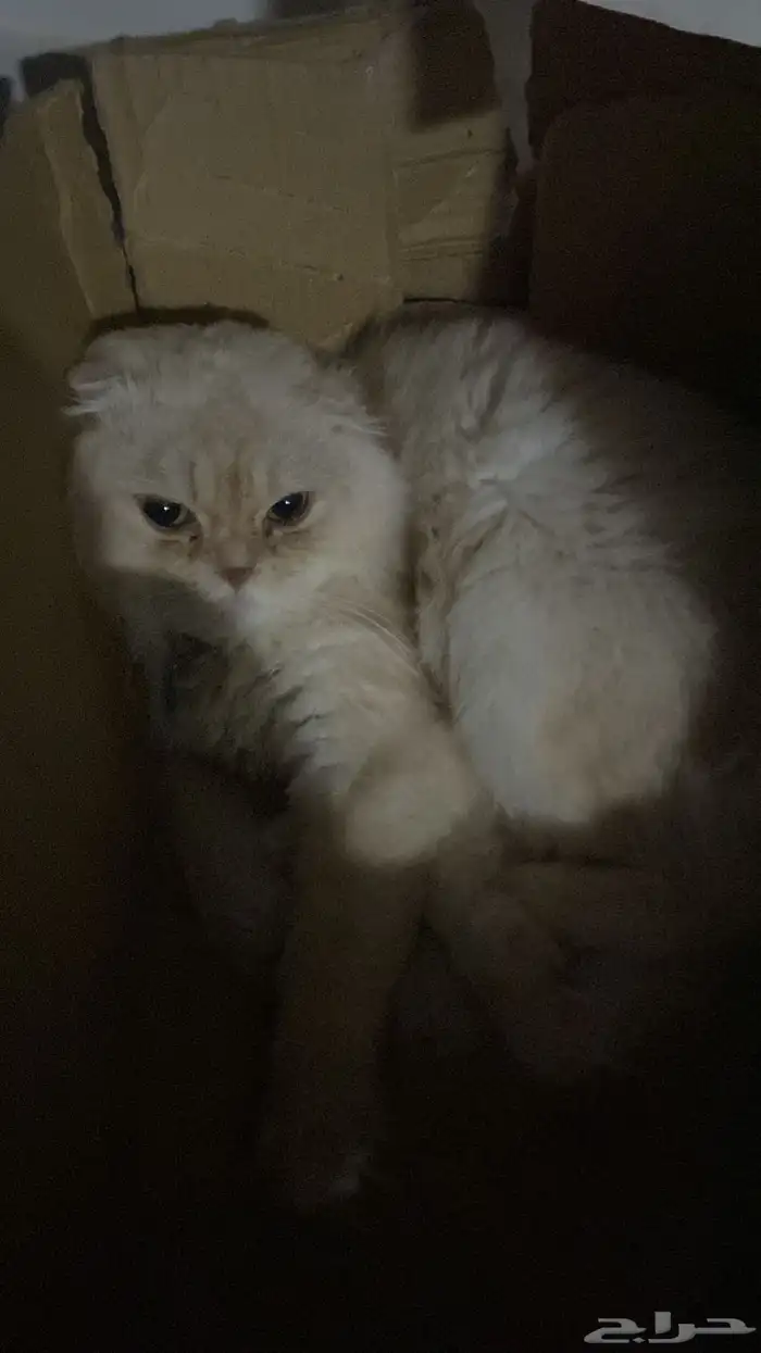 قط سكوتش للتبني 0