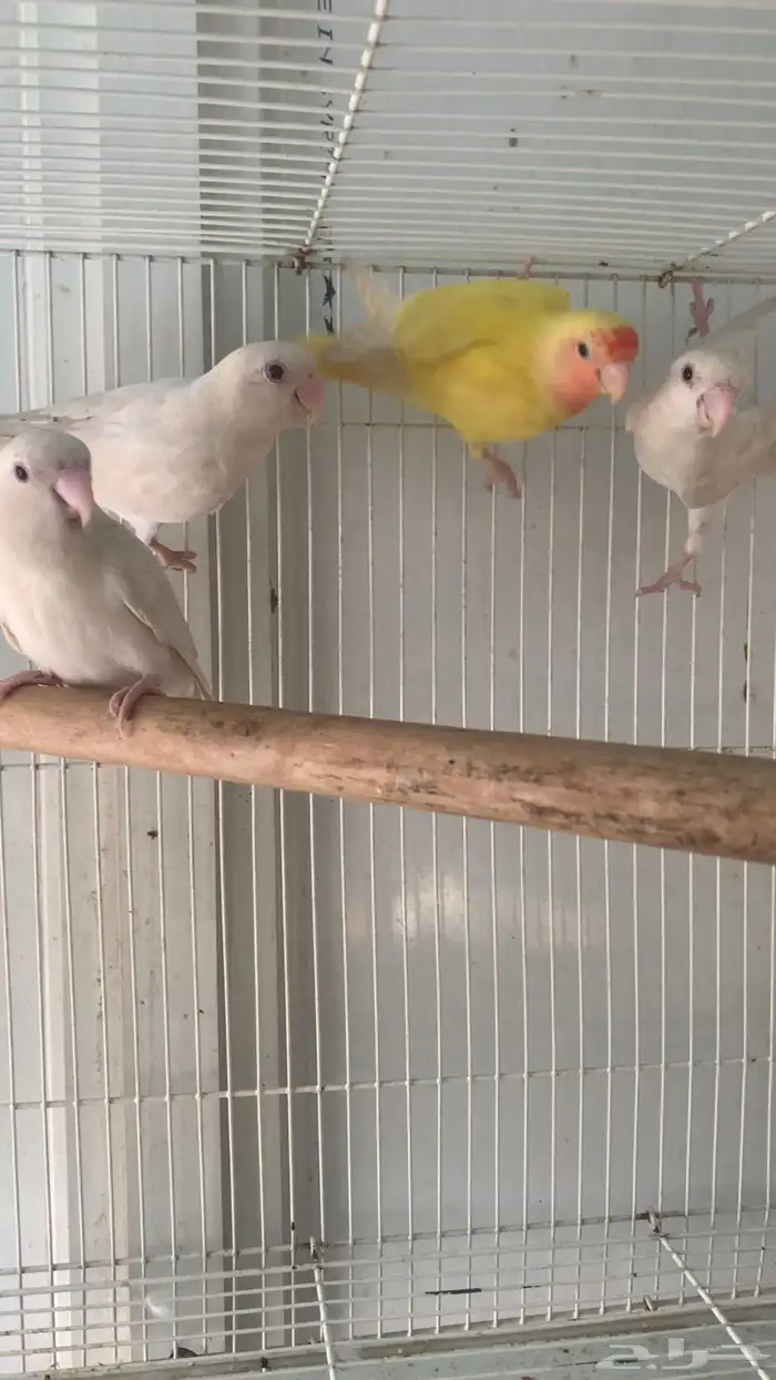 فردات روز البينو وحبه لاتينو عيون حمر 2