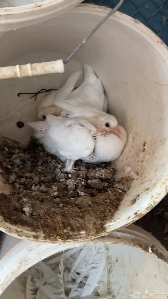 حمام زغاليل 6